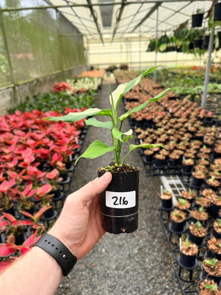 Handpicked 216 - Aglaonema Modestum Variegata | Uprooted