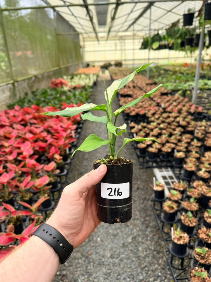 Handpicked 216 - Aglaonema Modestum Variegata | Uprooted