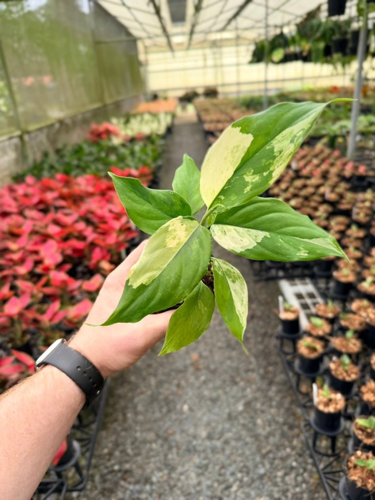 Handpicked 216 - Aglaonema Modestum Variegata | Uprooted