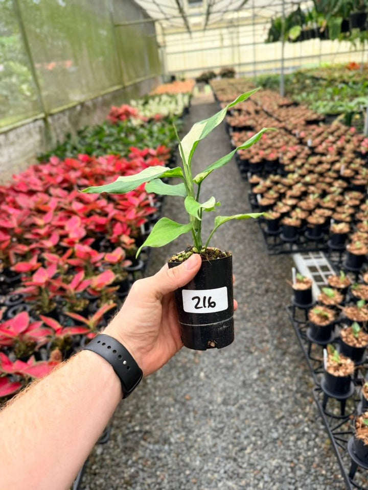 Handpicked 216 - Aglaonema Modestum Variegata | Uprooted