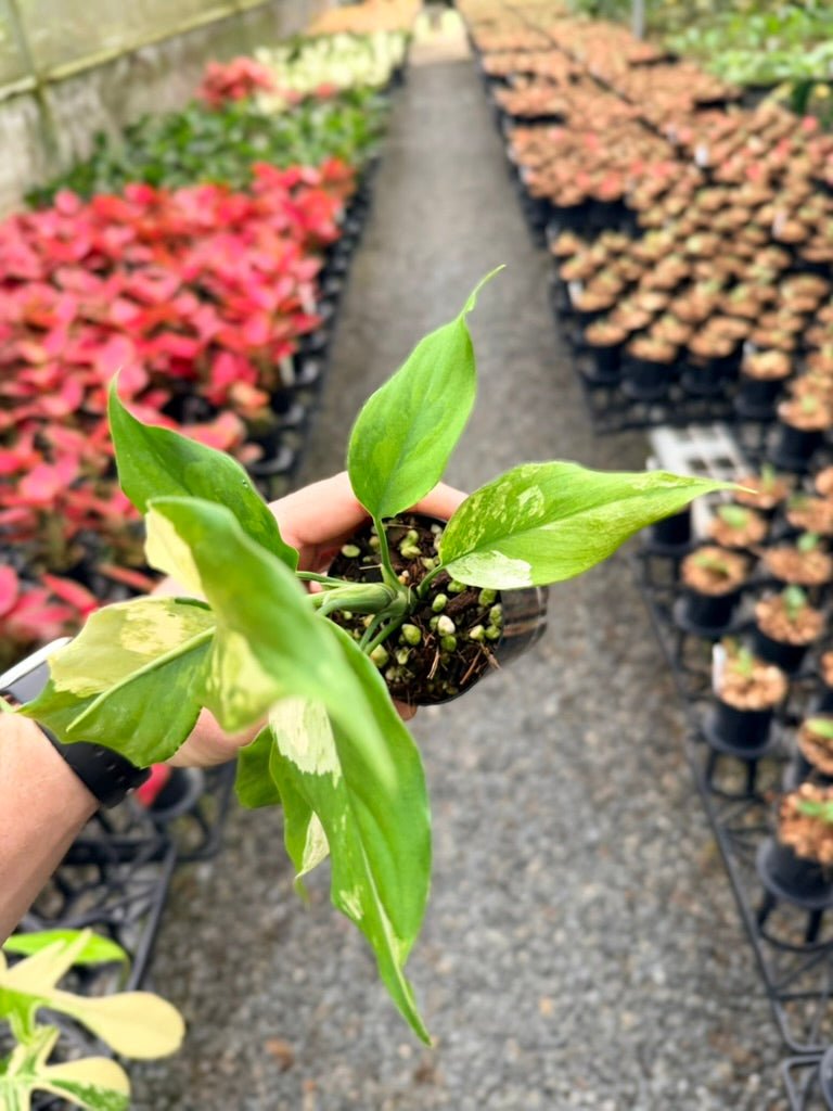 Handpicked 216 - Aglaonema Modestum Variegata | Uprooted