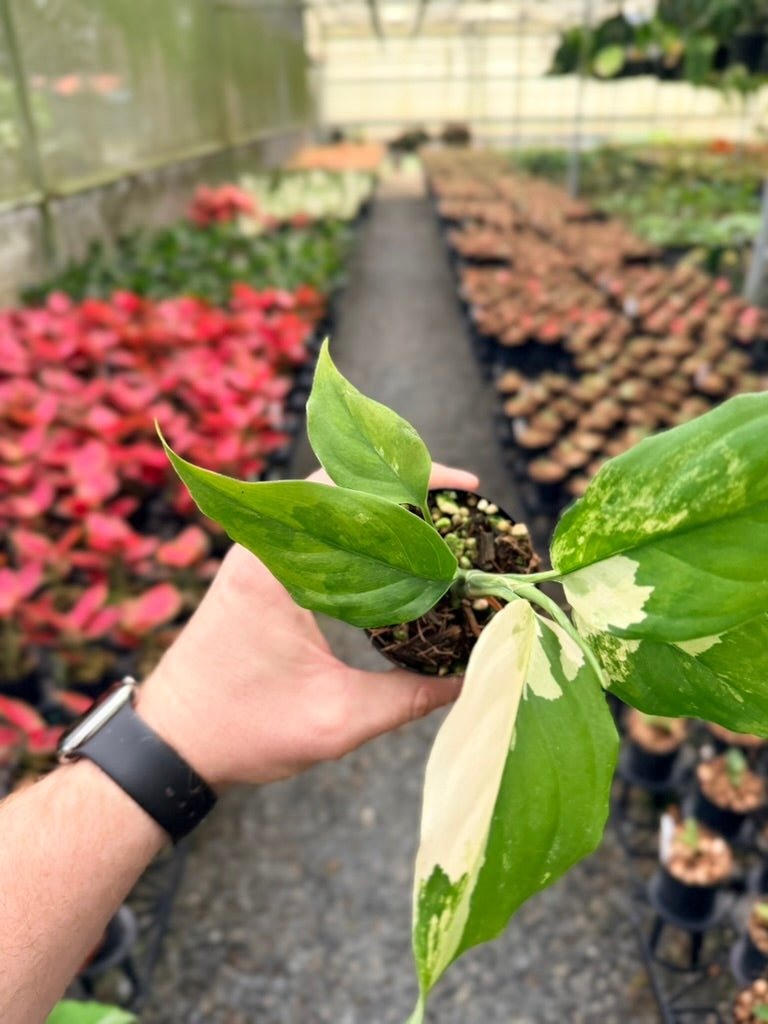 Handpicked 217 - Aglaonema Modestum Variegata | Uprooted