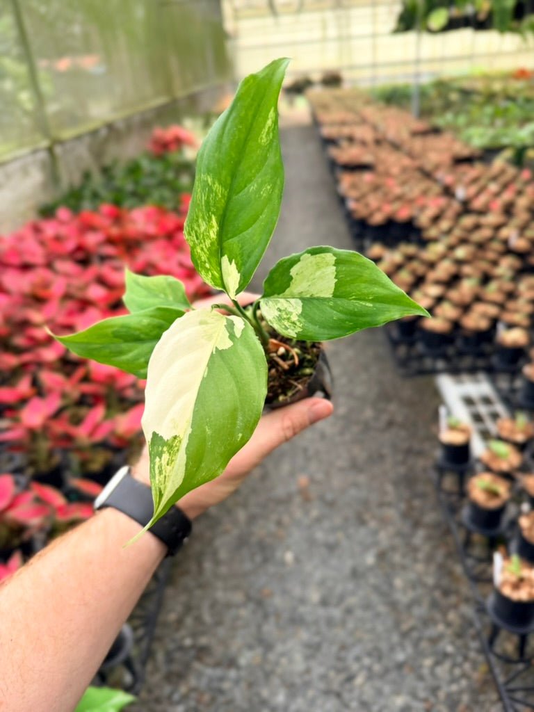Handpicked 217 - Aglaonema Modestum Variegata | Uprooted