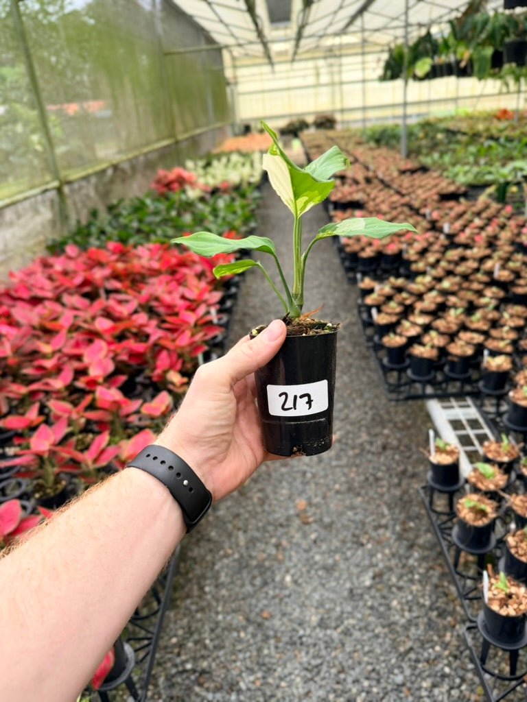 Handpicked 217 - Aglaonema Modestum Variegata | Uprooted