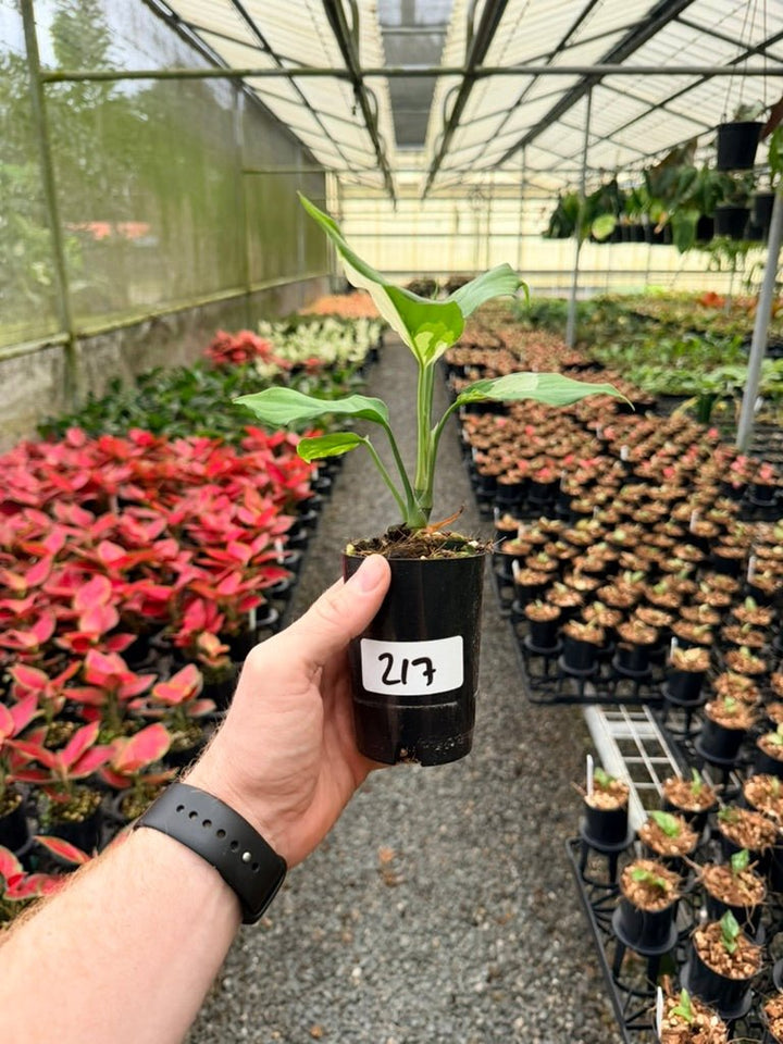 Handpicked 217 - Aglaonema Modestum Variegata | Uprooted