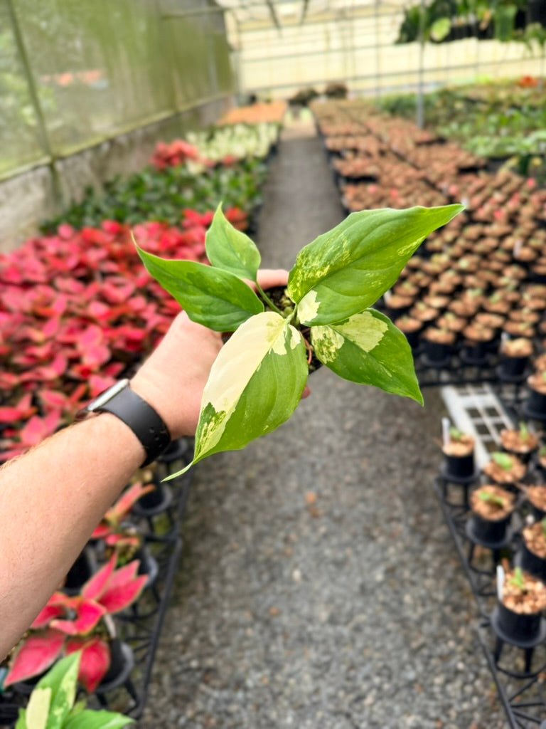 Handpicked 217 - Aglaonema Modestum Variegata | Uprooted