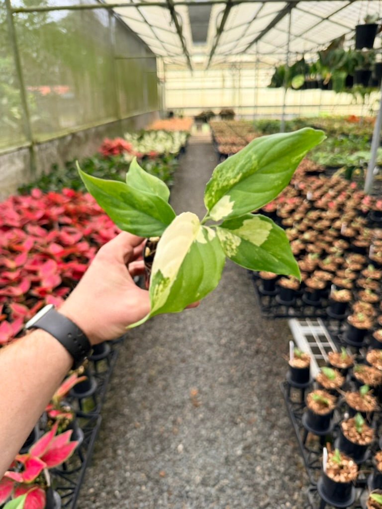 Handpicked 217 - Aglaonema Modestum Variegata | Uprooted