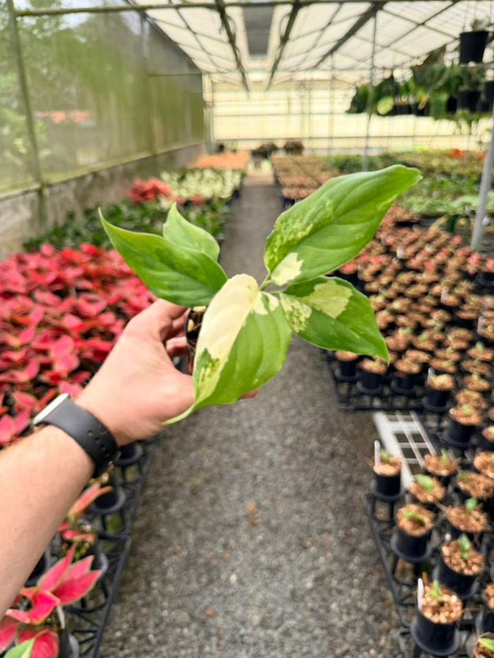 Handpicked 217 - Aglaonema Modestum Variegata | Uprooted