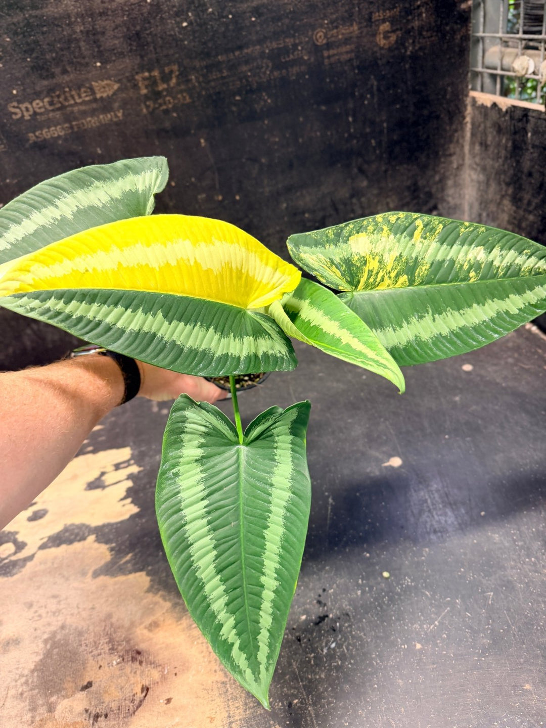 Handpicked 217 - Schismatoglottis Wallichii Variegata Aurea | Uprooted