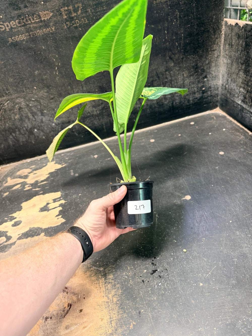 Handpicked 217 - Schismatoglottis Wallichii Variegata Aurea | Uprooted