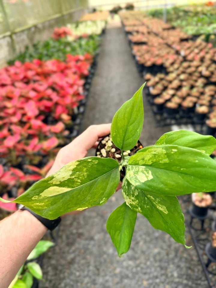 Handpicked 218 - Aglaonema Modestum Variegata | Uprooted