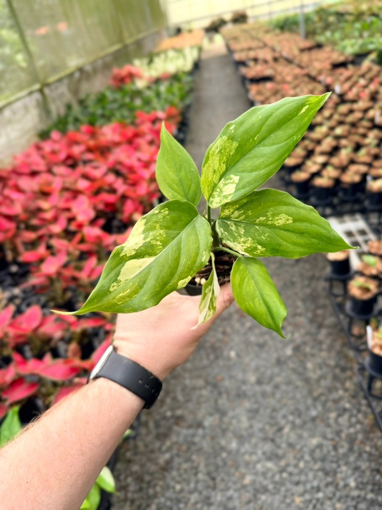 Handpicked 218 - Aglaonema Modestum Variegata | Uprooted