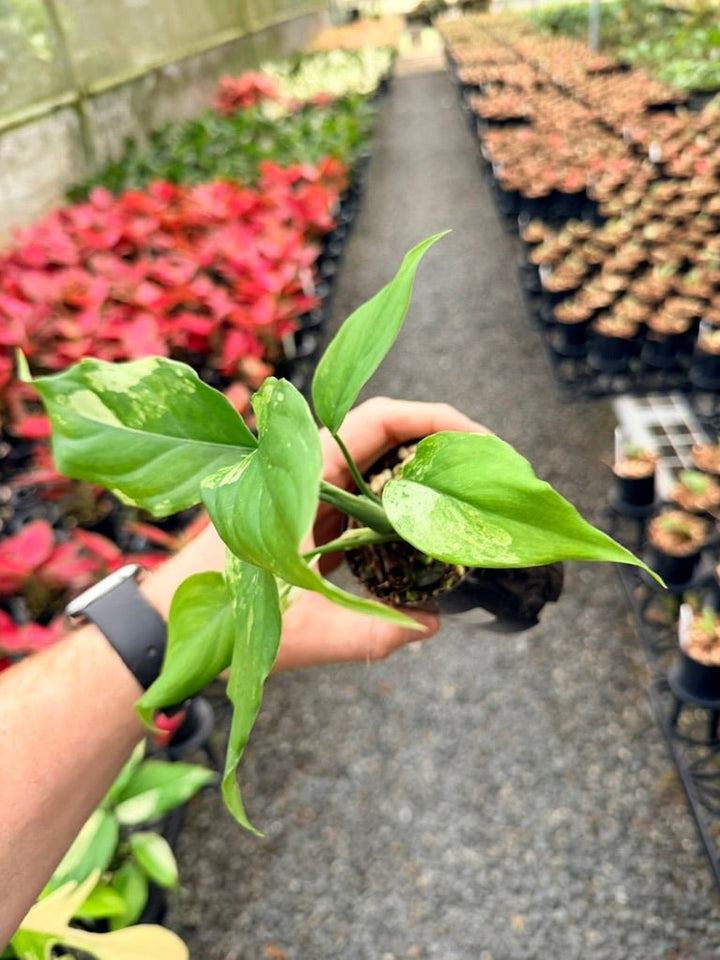 Handpicked 218 - Aglaonema Modestum Variegata | Uprooted