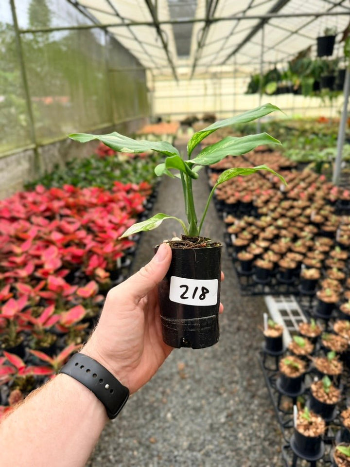 Handpicked 218 - Aglaonema Modestum Variegata | Uprooted