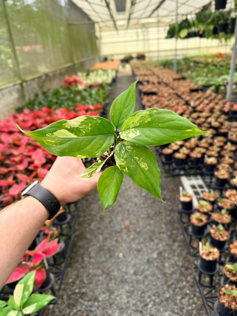 Handpicked 218 - Aglaonema Modestum Variegata | Uprooted