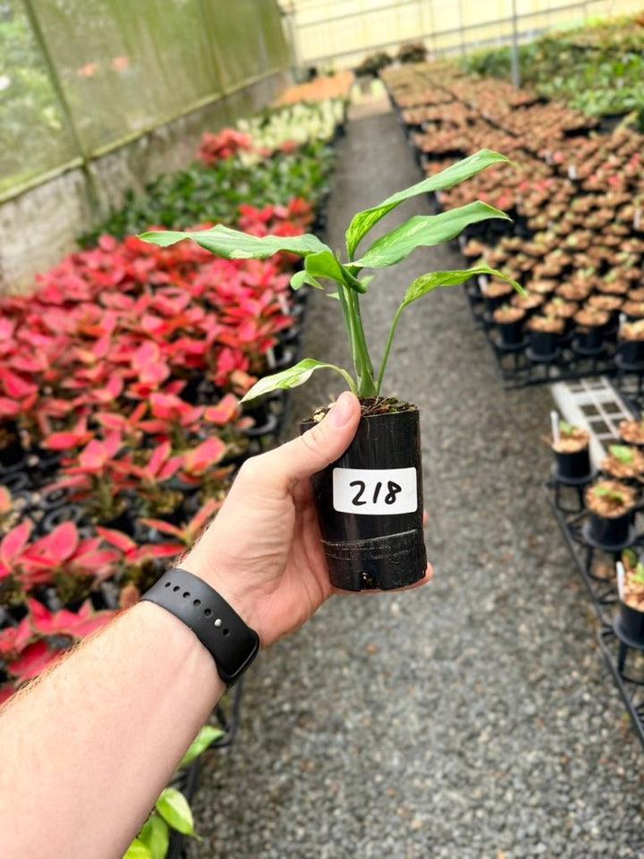 Handpicked 218 - Aglaonema Modestum Variegata | Uprooted