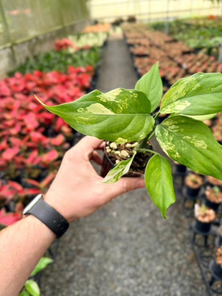 Handpicked 218 - Aglaonema Modestum Variegata | Uprooted