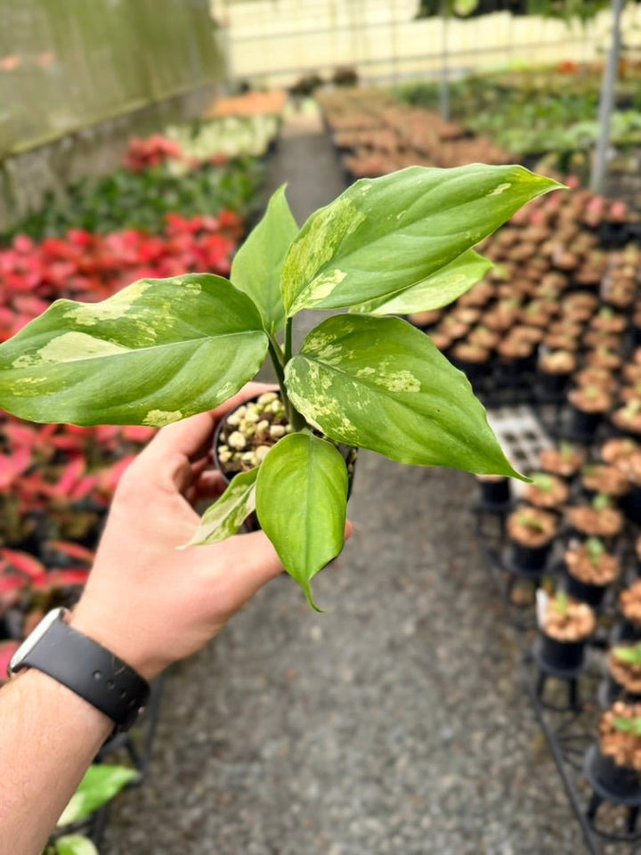 Handpicked 218 - Aglaonema Modestum Variegata | Uprooted