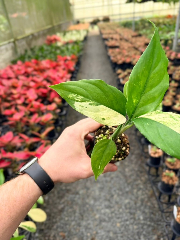 Handpicked 219 - Aglaonema Modestum Variegata | Uprooted