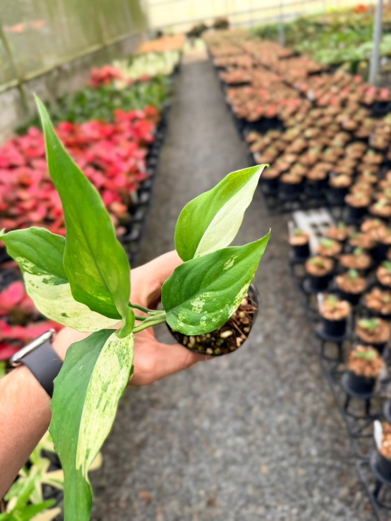 Handpicked 219 - Aglaonema Modestum Variegata | Uprooted