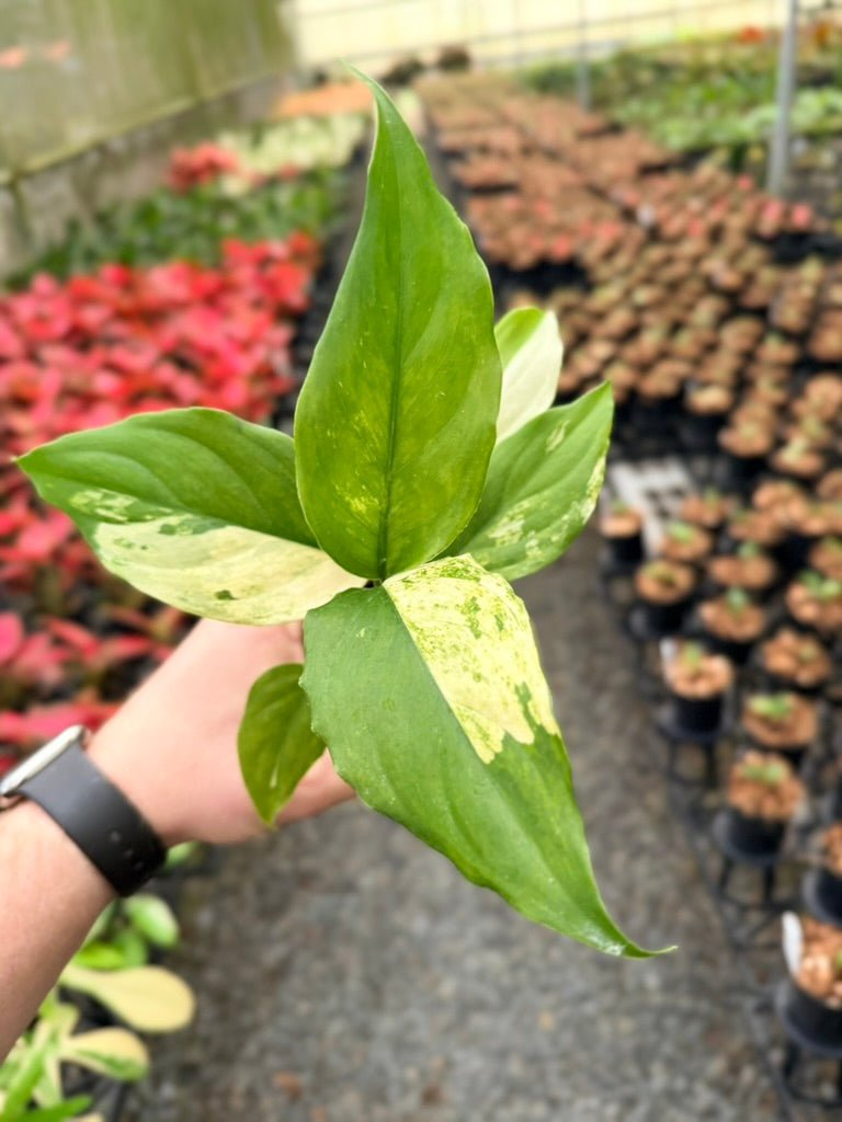 Handpicked 219 - Aglaonema Modestum Variegata | Uprooted