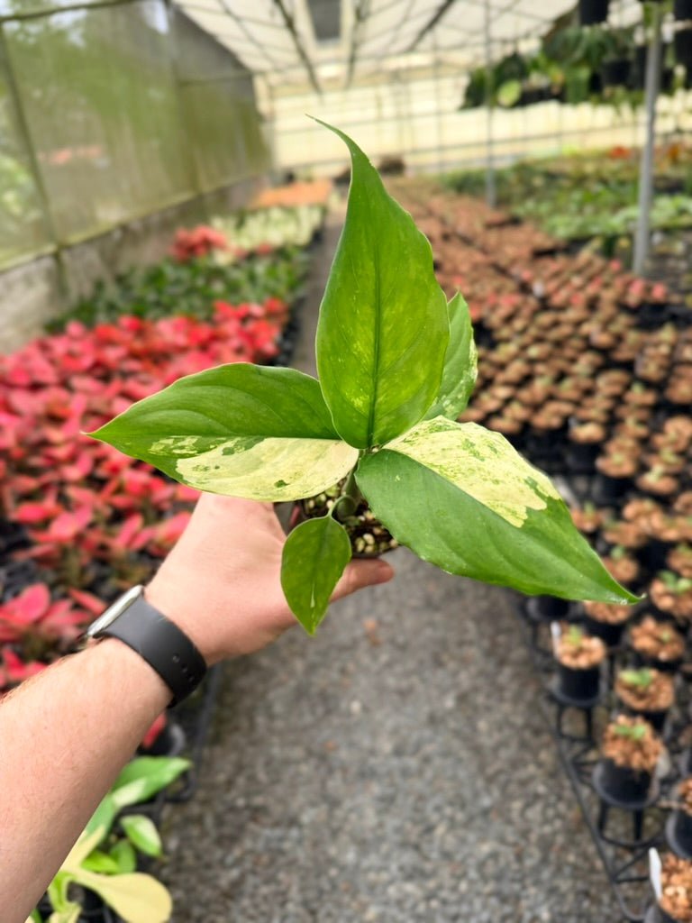 Handpicked 219 - Aglaonema Modestum Variegata | Uprooted