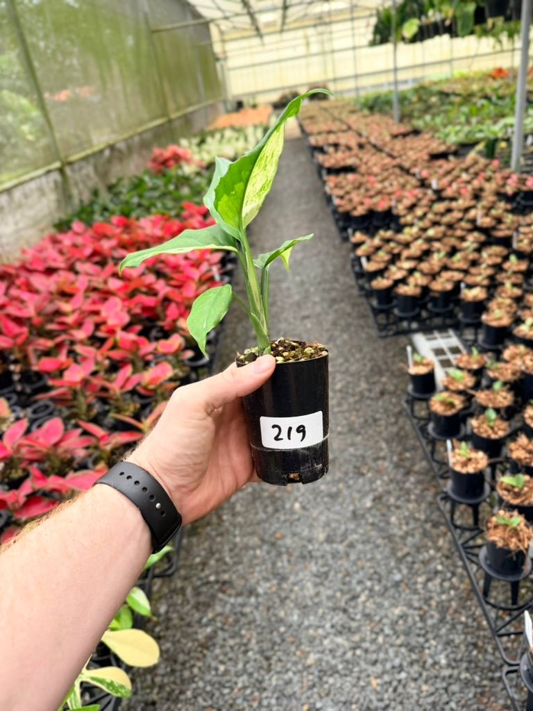Handpicked 219 - Aglaonema Modestum Variegata | Uprooted