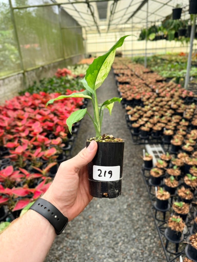Handpicked 219 - Aglaonema Modestum Variegata | Uprooted