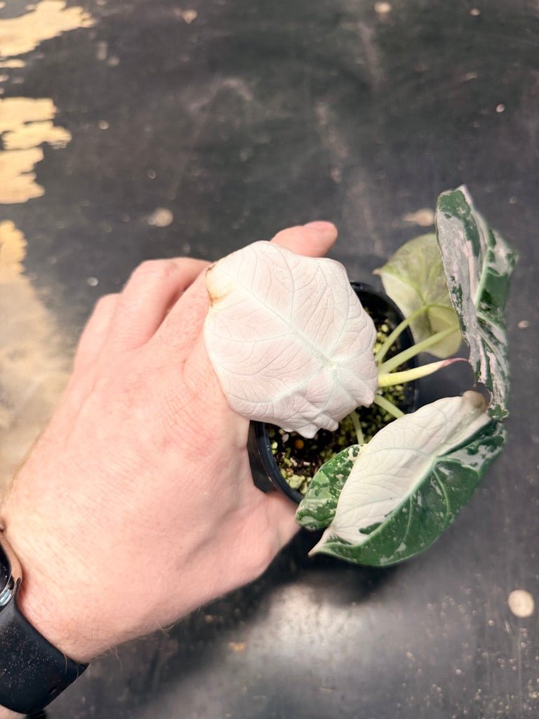 Handpicked 22 - Alocasia Reginula - Black Velvet Variegata | Uprooted