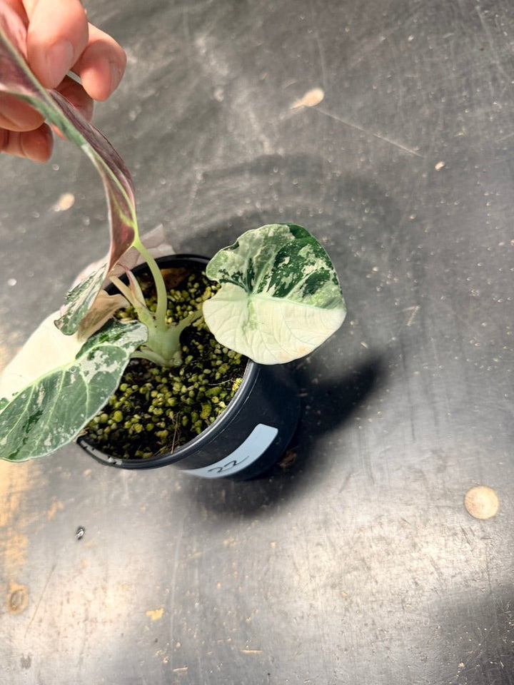 Handpicked 22 - Alocasia Reginula - Black Velvet Variegata | Uprooted