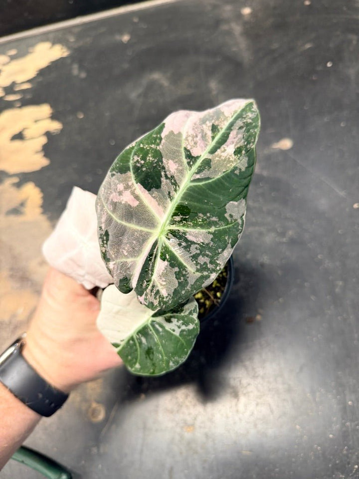Handpicked 22 - Alocasia Reginula - Black Velvet Variegata | Uprooted