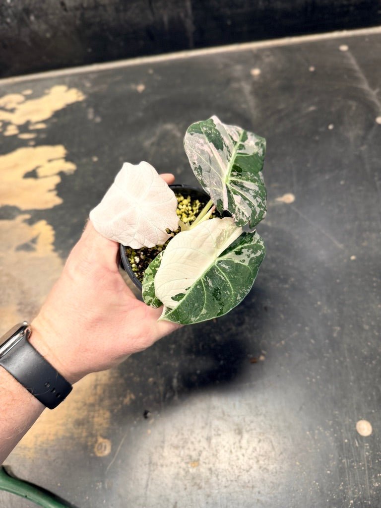 Handpicked 22 - Alocasia Reginula - Black Velvet Variegata | Uprooted
