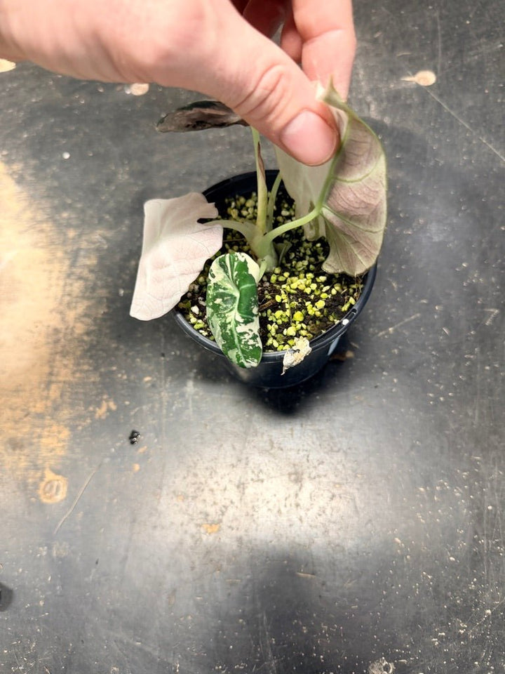 Handpicked 22 - Alocasia Reginula - Black Velvet Variegata | Uprooted