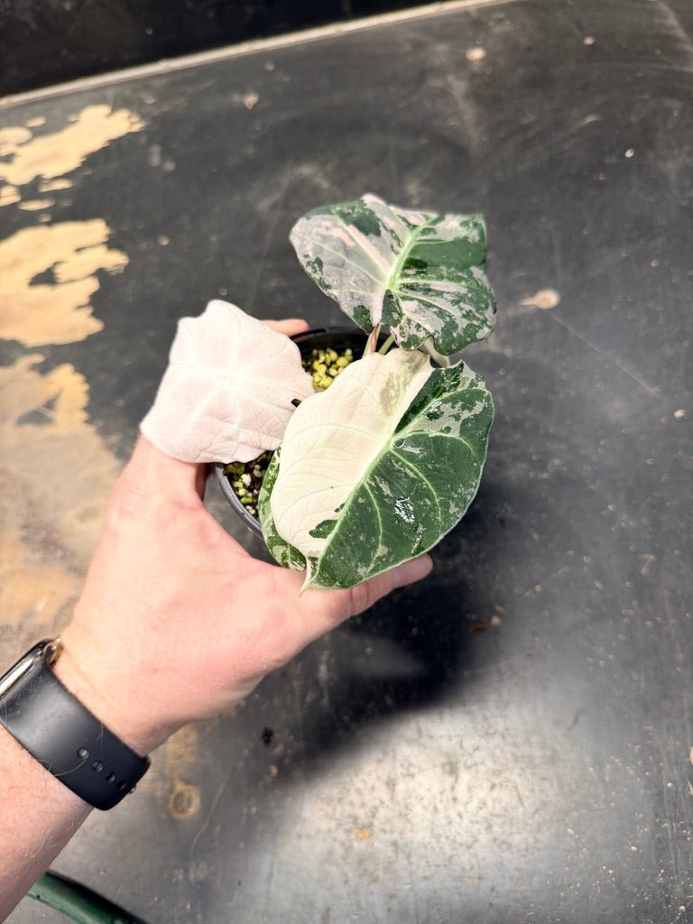 Handpicked 22 - Alocasia Reginula - Black Velvet Variegata | Uprooted