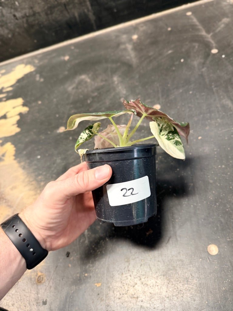 Handpicked 22 - Alocasia Reginula - Black Velvet Variegata | Uprooted