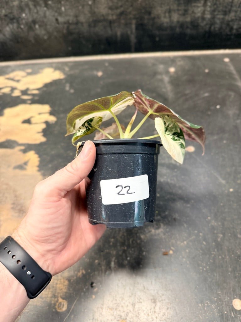 Handpicked 22 - Alocasia Reginula - Black Velvet Variegata | Uprooted