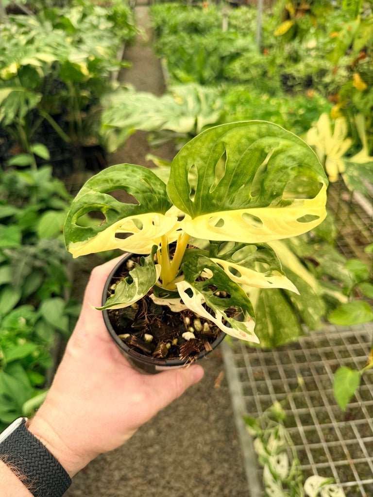 Handpicked 22 - Monstera Adansonii - Monkey Mask - Variegated Albo | Uprooted