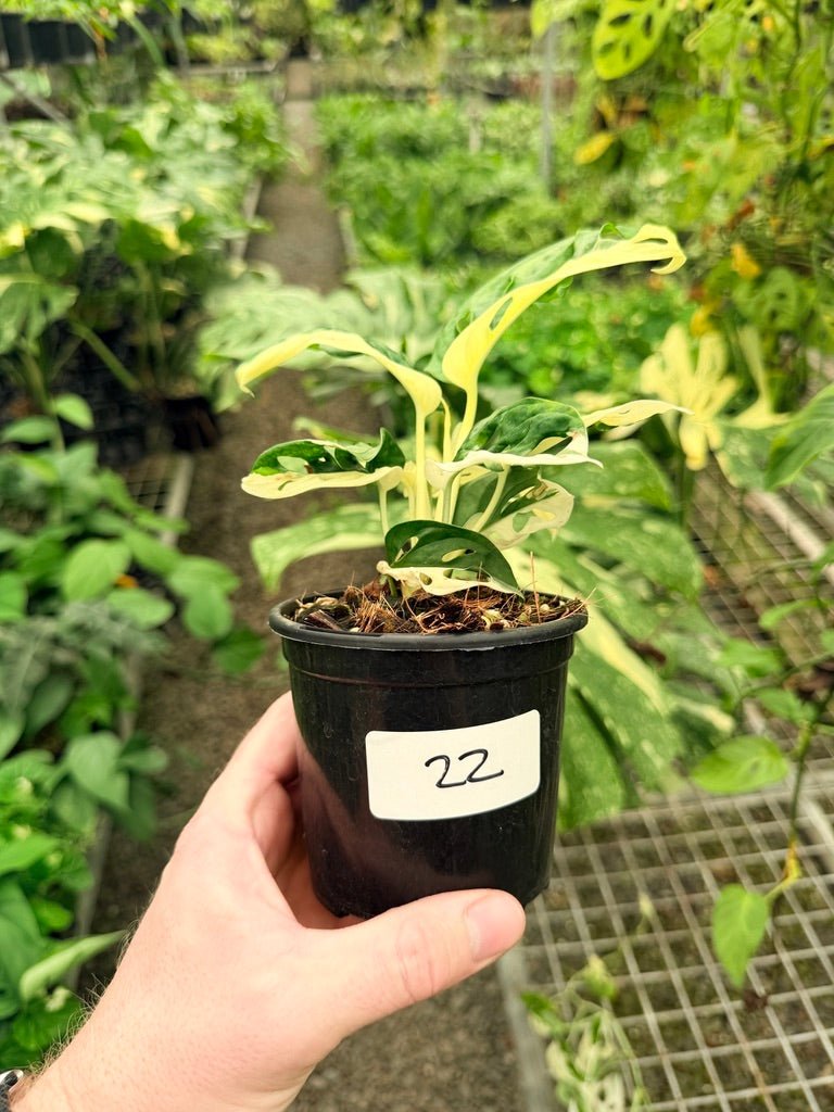 Handpicked 22 - Monstera Adansonii - Monkey Mask - Variegated Albo | Uprooted