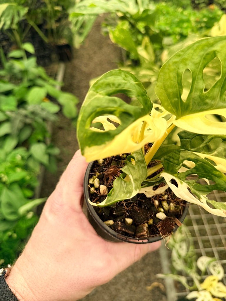 Handpicked 22 - Monstera Adansonii - Monkey Mask - Variegated Albo | Uprooted