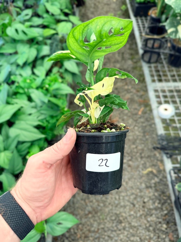 Handpicked 22 - Monstera Adansonii - Monkey Mask - Variegated Albo | Uprooted