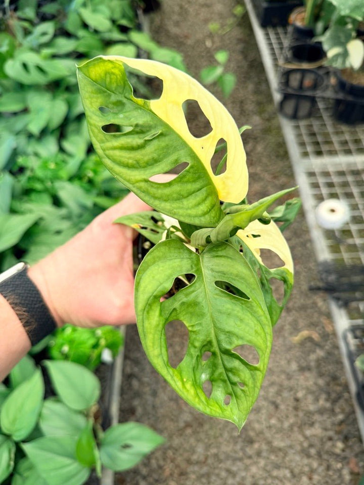 Handpicked 22 - Monstera Adansonii - Monkey Mask - Variegated Albo | Uprooted
