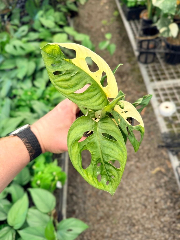 Handpicked 22 - Monstera Adansonii - Monkey Mask - Variegated Albo | Uprooted