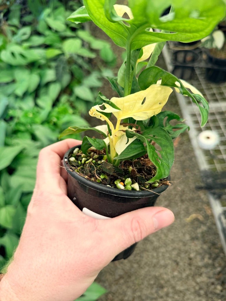 Handpicked 22 - Monstera Adansonii - Monkey Mask - Variegated Albo | Uprooted