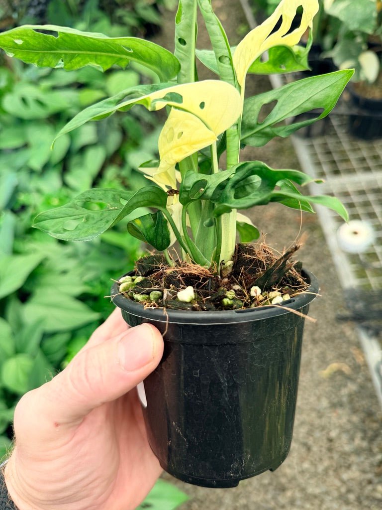 Handpicked 22 - Monstera Adansonii - Monkey Mask - Variegated Albo | Uprooted