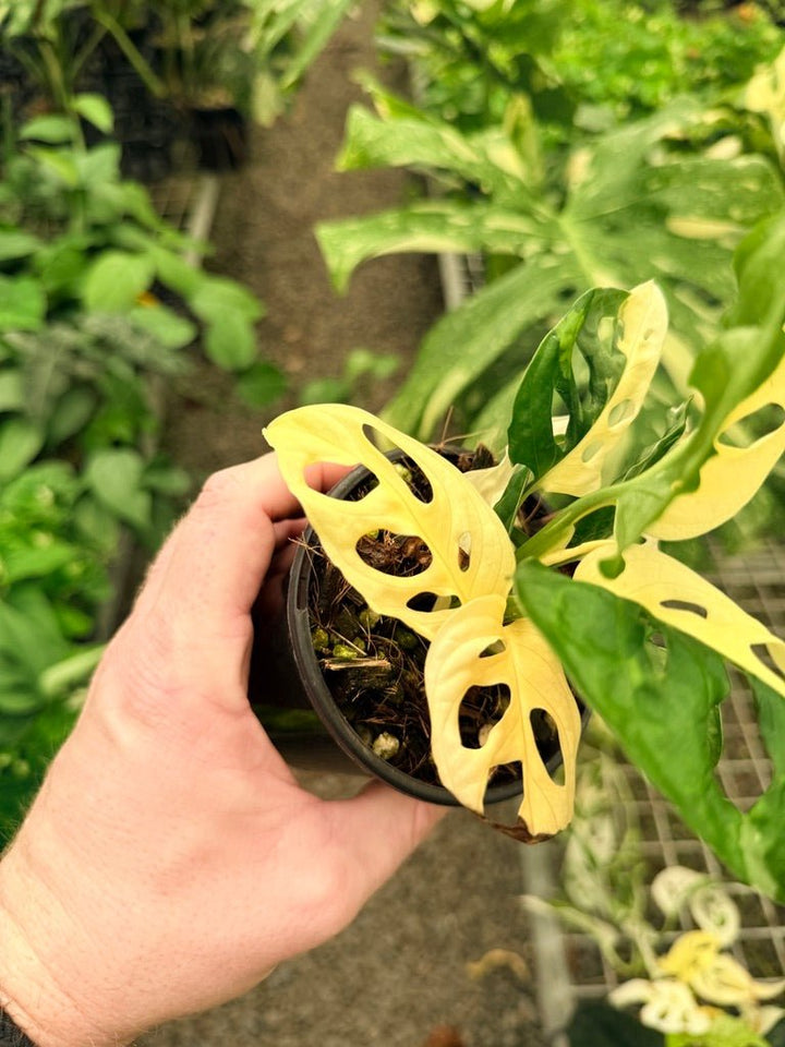 Handpicked 22 - Monstera Adansonii - Monkey Mask - Variegated Albo | Uprooted