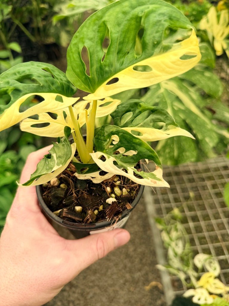 Handpicked 22 - Monstera Adansonii - Monkey Mask - Variegated Albo | Uprooted