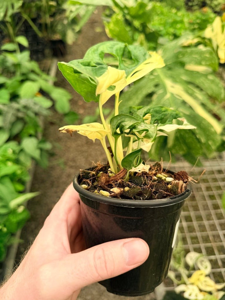 Handpicked 22 - Monstera Adansonii - Monkey Mask - Variegated Albo | Uprooted