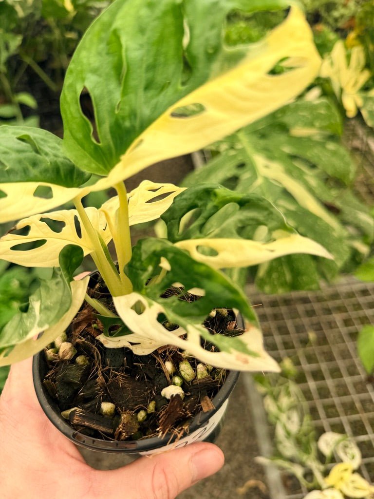 Handpicked 22 - Monstera Adansonii - Monkey Mask - Variegated Albo | Uprooted