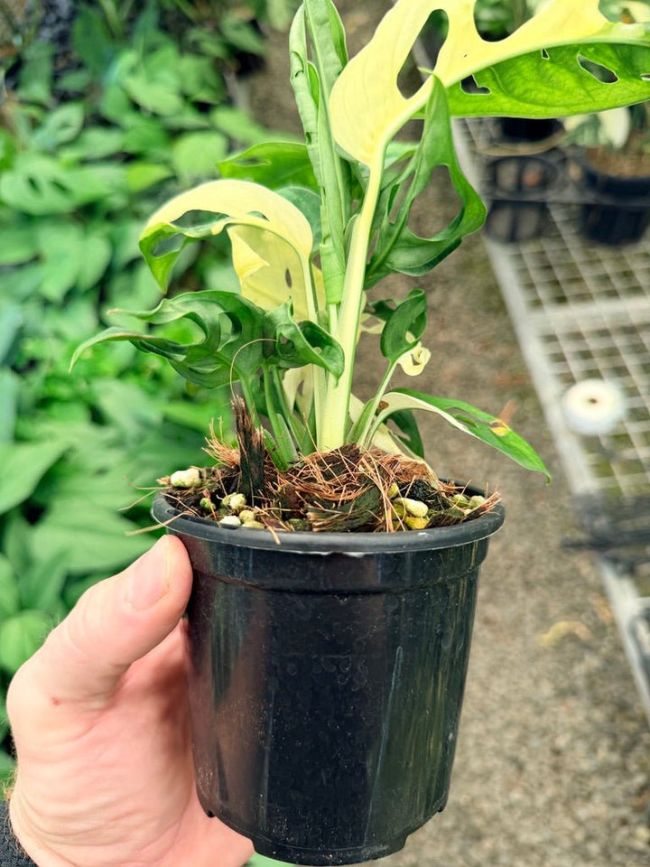 Handpicked 22 - Monstera Adansonii - Monkey Mask - Variegated Albo | Uprooted