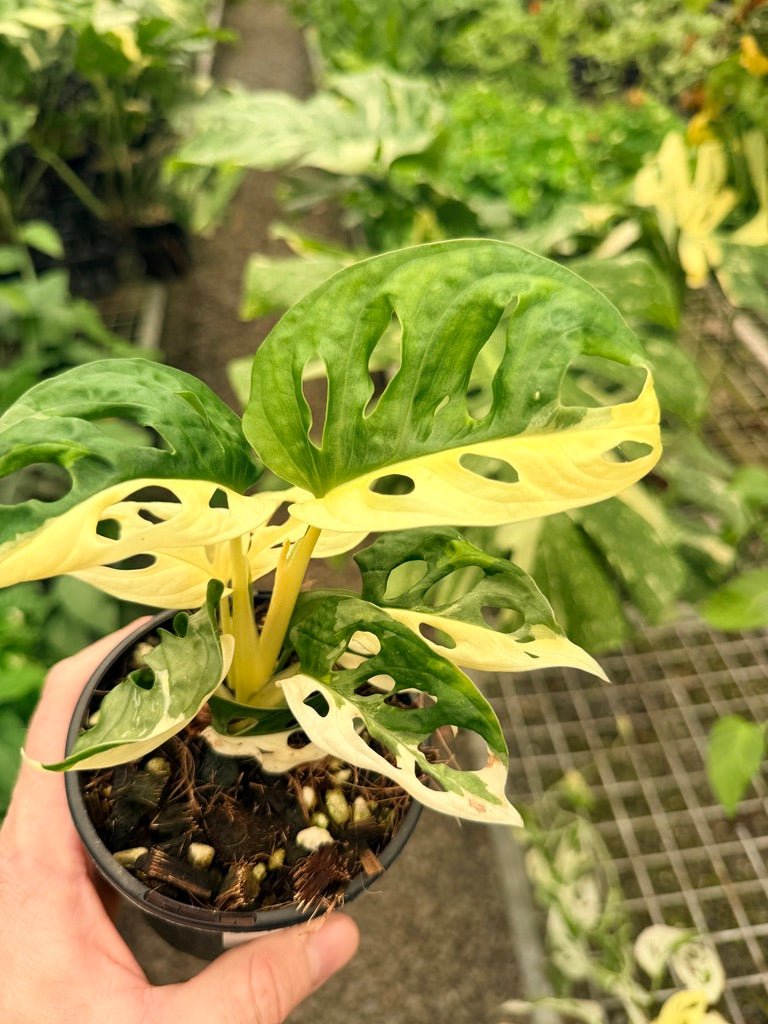 Handpicked 22 - Monstera Adansonii - Monkey Mask - Variegated Albo | Uprooted